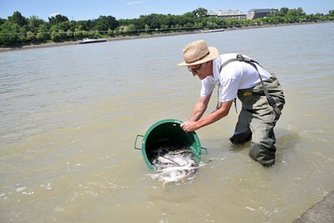 Get Active! – Danube Day 2016 events were organized in Hungary and Ukraine with the contribution of PA5