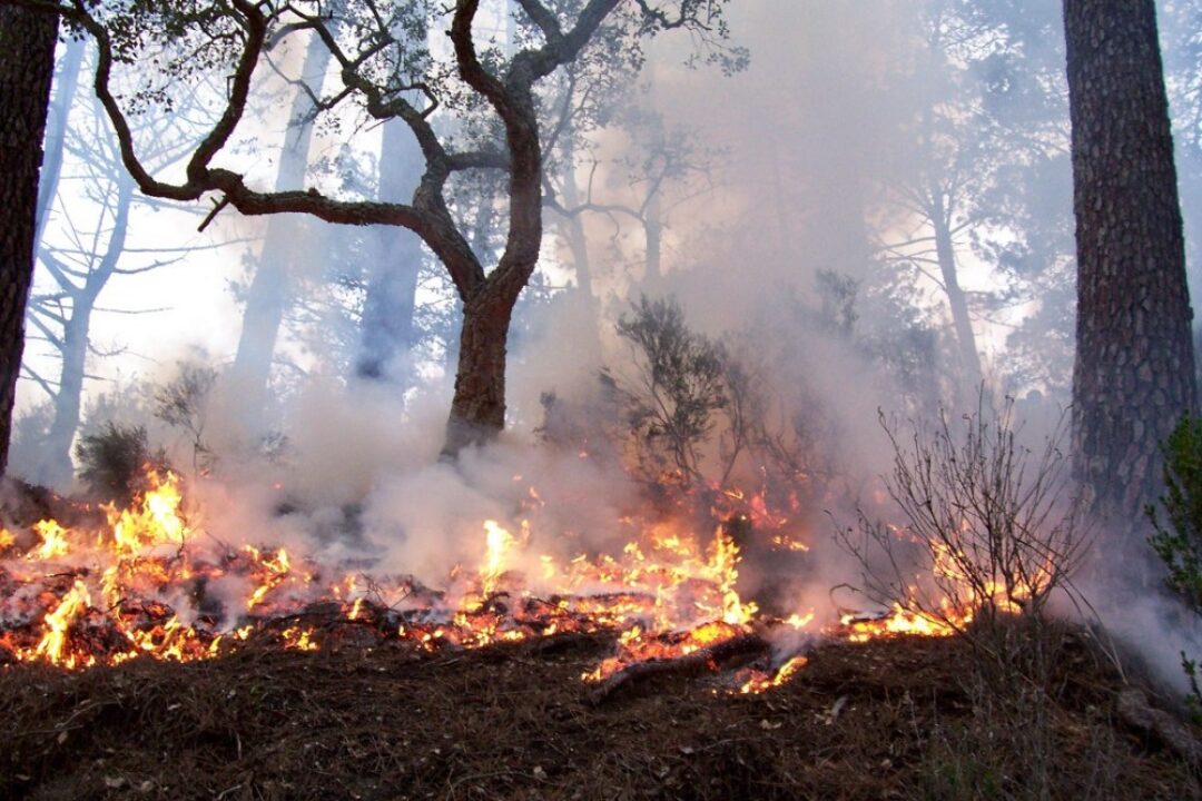 WILDFIREX field exercise